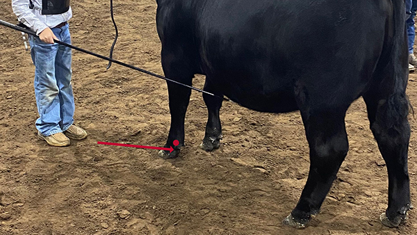 A photo from the waist down of a showman and their calf. Arrows are imposed on the photograph to denote the correct application point for a show stick when adjusting a foot.