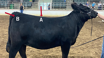 A photo of a heifer at profile with ideal foot positioning. The topline and tailing spots are marked with the letters A and B, respectively.