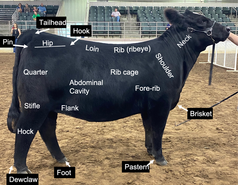 A photo of a cow in profile with anatomical references. The cow is facing the right; in read order from top left the parts are listed. In the top row are the pin (sitting near the underside of the base of the tail), the tailhead (located at the top of the tail's base), the hip (directly adjacent to the tailhead), the hook (adjacent to the hip), the loin (spanning the area between the hip and the rib or ribeye), and then the neck. The next row of labels contain (from right to left) the quarter (the portion of the leg above the knee joint), the abdominal cavity, the rib cage, the fore-rib, and the shoulder. In the next row: the stifle sitting above the knee joints of the back legs, the flank positioned under the abdominal cavity, and the brisket, located further forward than the cow's front-legs and below the neck. Lastly, the hock (referring to the portion of leg directly below the knee), the dewclaw (a protrusion above and behind the hoof), the foot, and the pastern (an area between the dewclaw and the foot). 