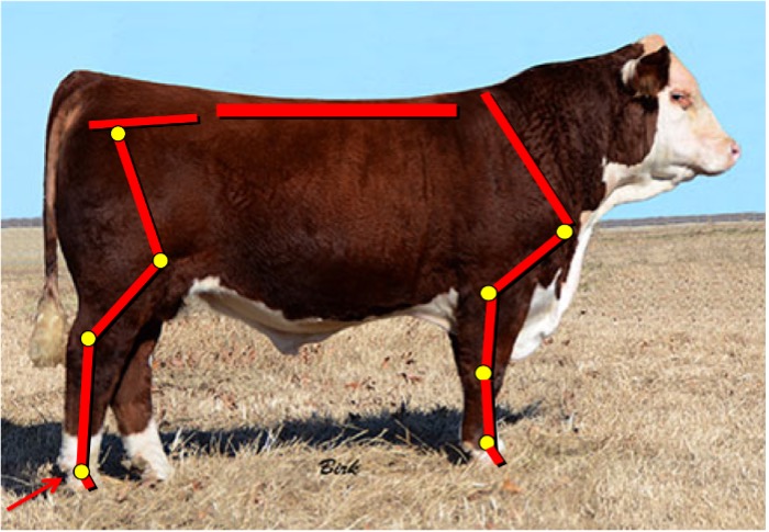 A photo of a cow marked with lines to illustrate proper skeletal structure. The lines mark the length of the cow's back,