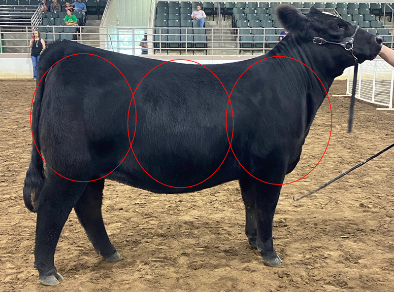 The same photo from Figure 1 without labels. Instead, three large red ovals encircle the broad side of the cow in three equally sized regions highlighting the rear, middle, and front of the cow's body.