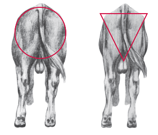 A drawing of two cows side-by-side from the rear.