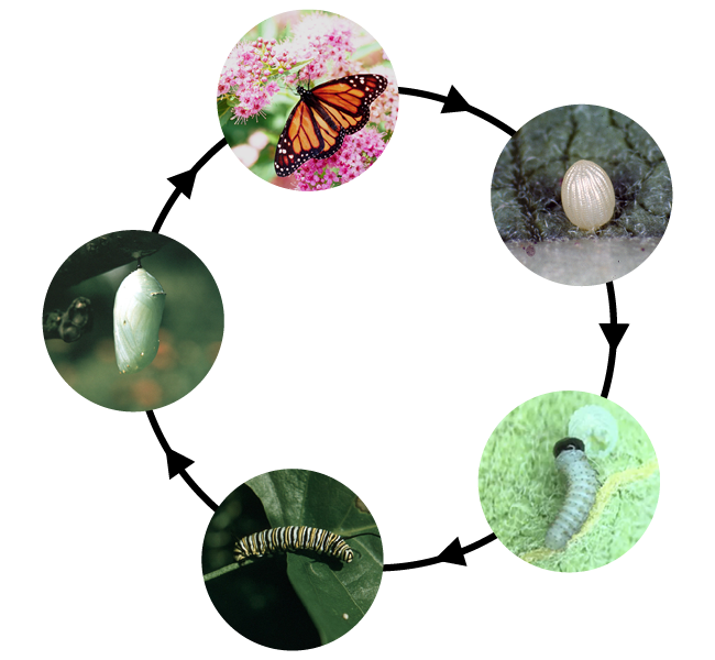 The lifecycle of a monarch butterfly is illustrated with several images of an egg, two different larval stages, pupa stage and then adult.
