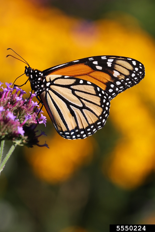 Monarch butterfly perched atop purple flowers.