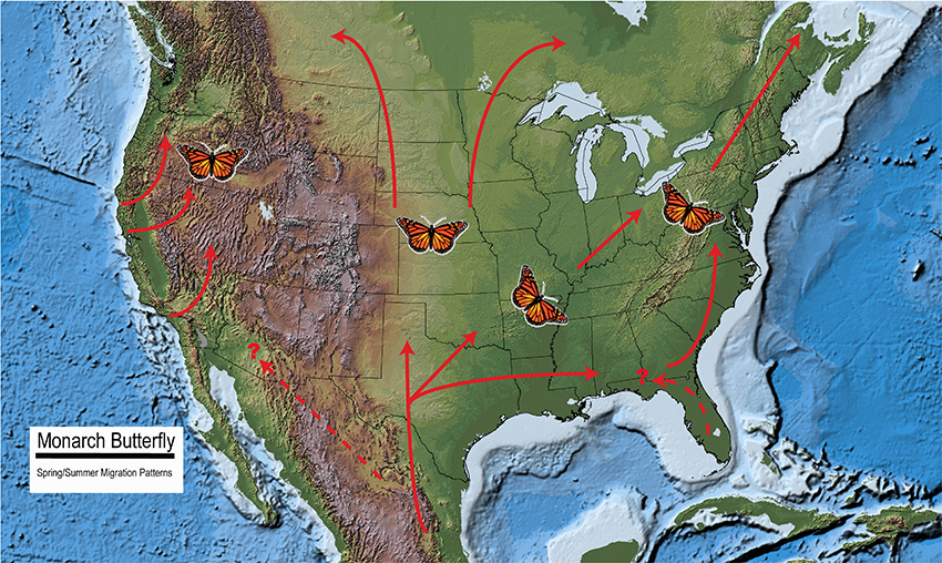 A map of North America showing the spring migration of the eastern and western Monarch populations as described in the text.