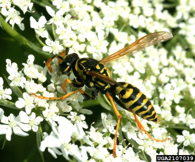 A European paper wasp has a pointy abdomen, yellow-orange legs, brownish transparent wings, and is striped yellow and black. 