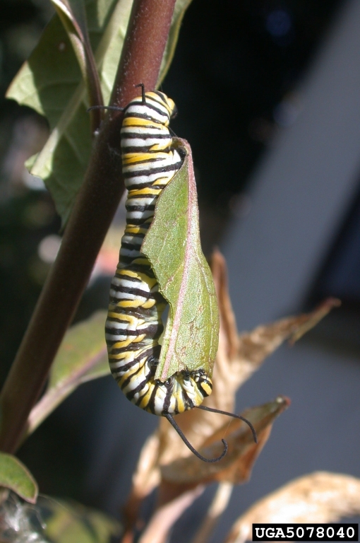 A larva of the monarch butterfly curls itself around a leaf. The larva are a striking caterpillar, with alternating bands of white, black, and yellow.
