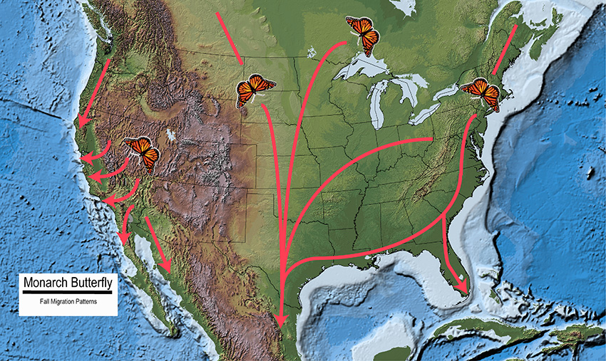 A partial map of the North America with arrows showing the paths of Monarchs during their autumn migration as explained in the text.