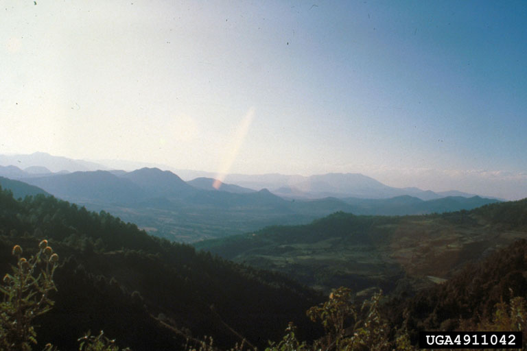 A mountain range in Michoacan, Mexico, spans a vast wilderness.