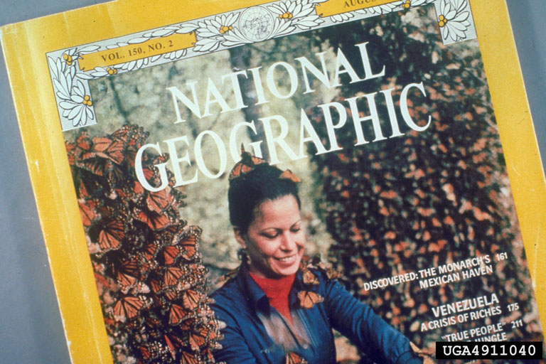 Cover of National Geographic magazine featuring a woman surrounded by overwintering monarchs. The cover says Vol. 50, No. 2.