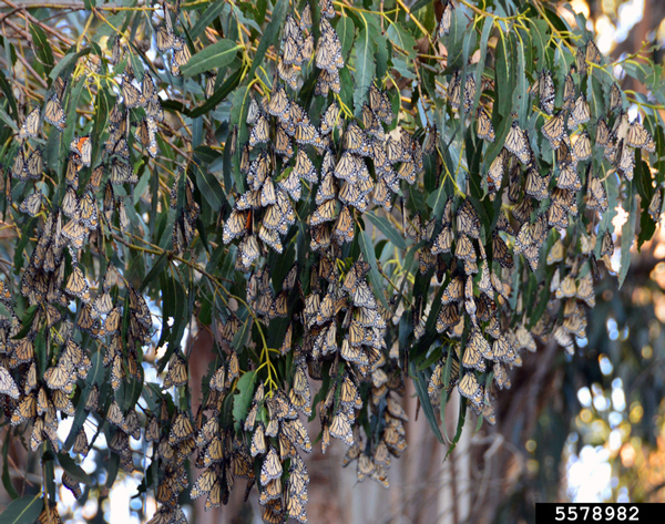 Monarch butterflies cover the branches of a eucalyptus tree