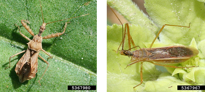 Two photos of assassin bugs on leaves.