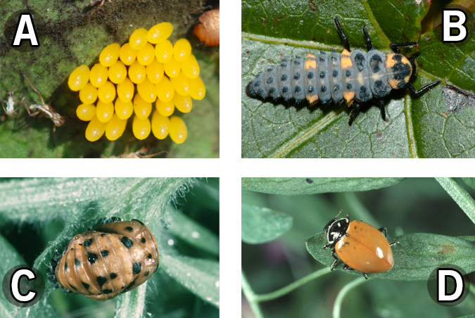 Four photos of lady bugs depicting the stages of their life cycle.