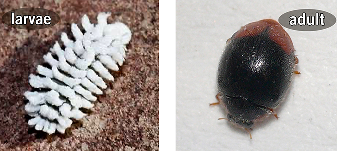 Two photos of lady bugs of the species Scymnus at the larval and adult stages of their life cycle.