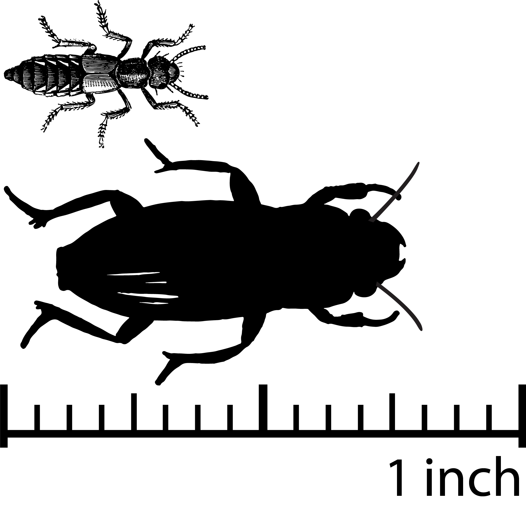 A grouping of coleoptera bugs set above a 1 inch scale.