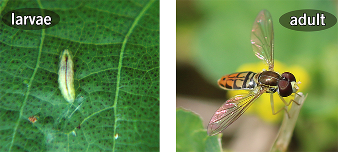 A photo of a hoverfly larva and a photo of a hoverfly adult.