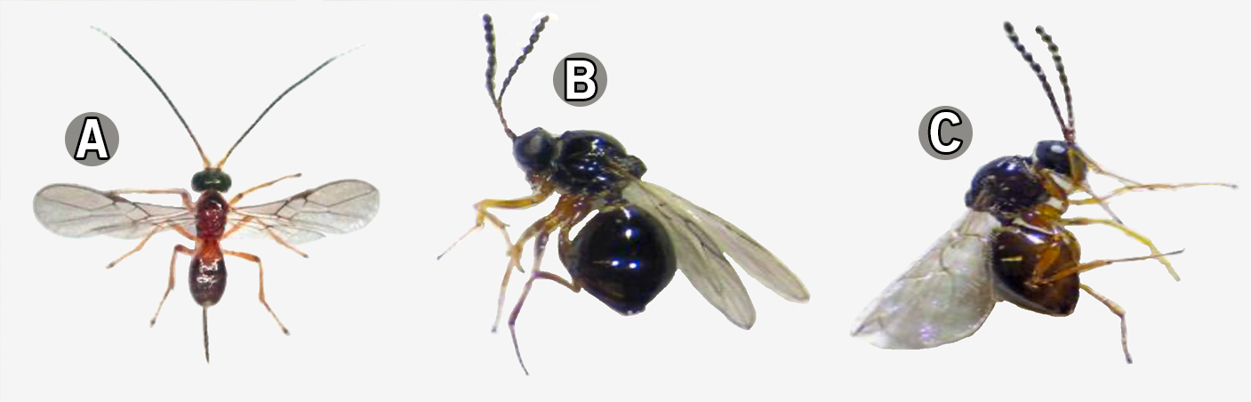 Three photos of exotic parasitoid species