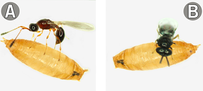 Two photos of parasitoids native to Georgia.