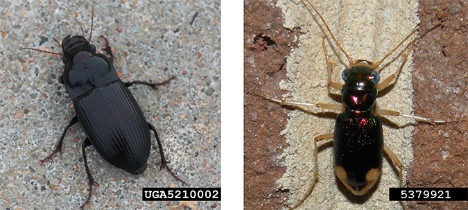 Two photos of ground beetles.