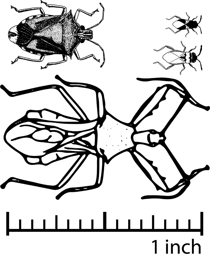 A grouping of hemiptera bugs set above a 1 inch scale.