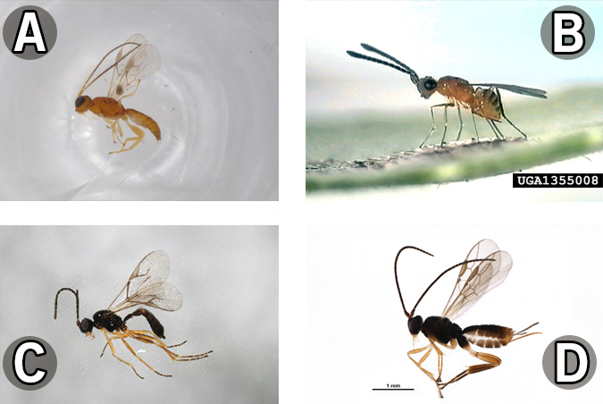 Four photos of parasitoids from the order hymenoptera.