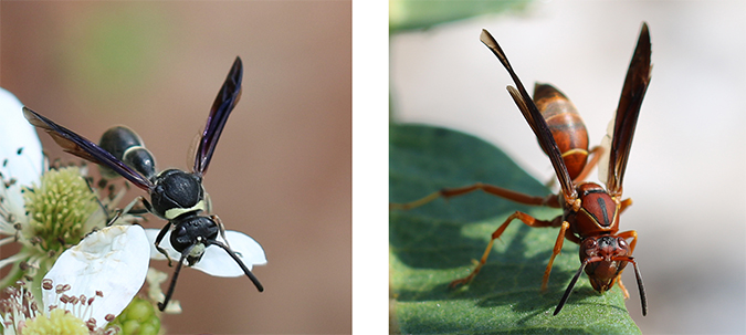 Two photos of different species of adult wasps.