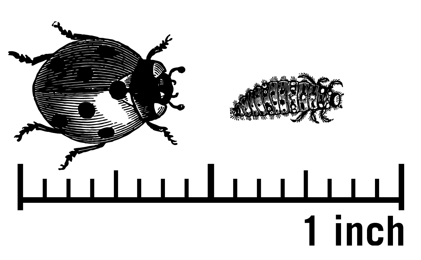 A lady beetle and a lady beetle larva set above a 1 inch scale.