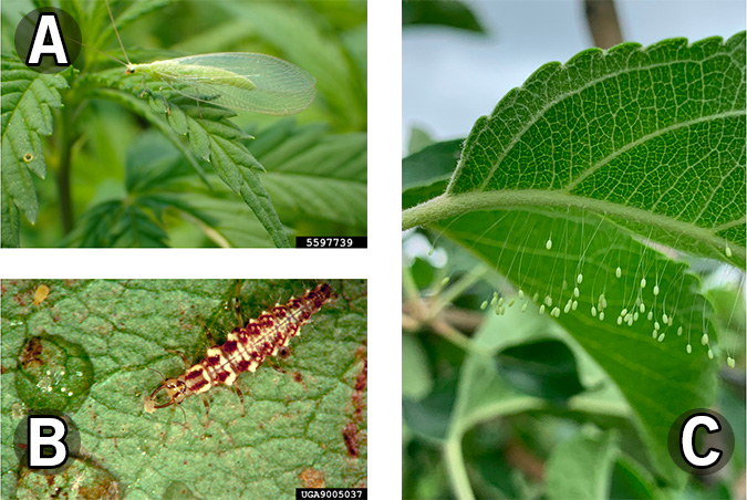 Three photos depicting the various life stages of a lacewing.