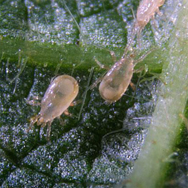 A photo of predatory mites.