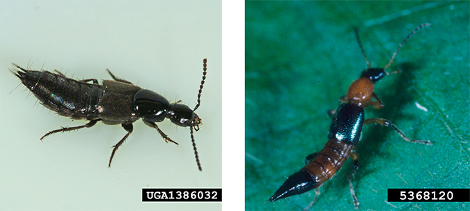 Two photos of rove beetles.