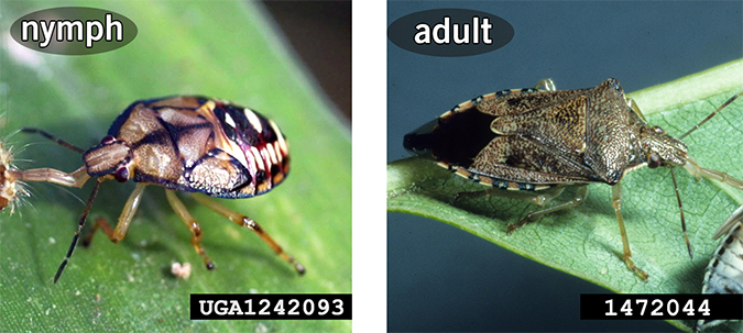 Two photos of spined soldier bugs on leaves.