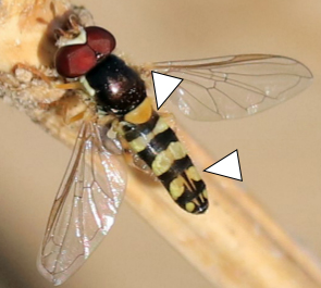 A photo of Allograpta exotica with arrows indicating the thoracic and abdominal patterning