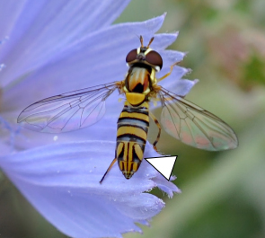 A photo of Allograpta exotica with arrows indicating the thoracic and abdominal patterning