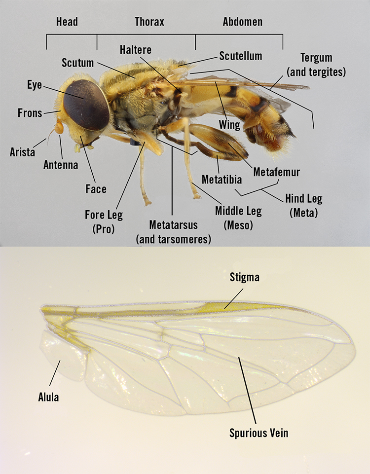 Generalized Hoverfly Anatomy and Important Characteristics.