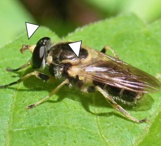 A photo of a Blera pictipes resting on a leaf.