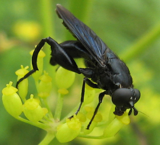 In this photo a Chalcosyrphus chalybeus is taking a break on a cluster of flowers that hasn't yet bloomed.