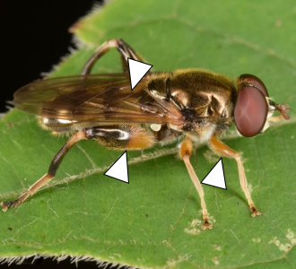 A Chalcosyrphus metallicus sits on a spray of yellow flowers in this photo.