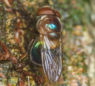 A photo a Copestylum vesicularium that has landed on a section of bark.