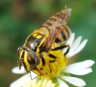 A photo of a Copestylum vittatum busy with a white flower.