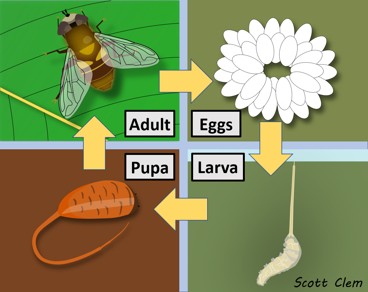 An graphic depicting the life cycle stages of Eristalis tenax, the drone fly.