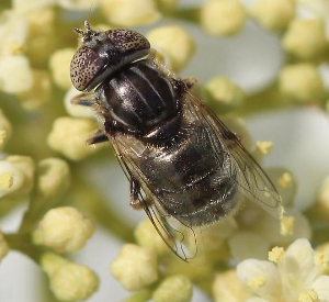 A photo of a Eristalinus aeneus sampling a spray of off-white flowers.