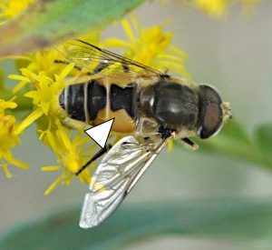 A photo of a Eristalis arbustorum sampling a yellow cluster of flowers.