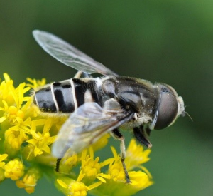 A photo of Eristalis arbustorum sampling a yellow cluster of flowers.