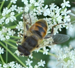 A photo of a Eristalis tenax sampling a white cluster of flowers.