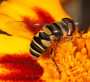 A photo of a Orthonevra nitida sampling a white flower.