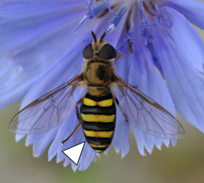 A photo featuring a Eupeodes americanus perched on a purple flower.