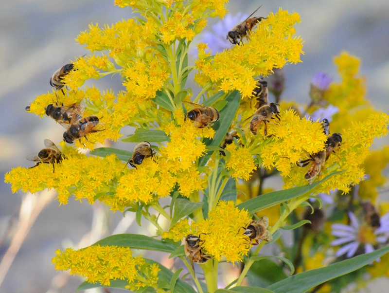 A gathering of hoverflies (Eristalis tenax) on goldenrod (Solidago sp.). Image: iNaturalist user manysprings.