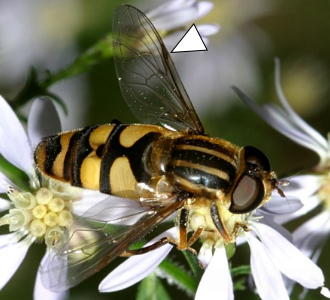 A photo a Helophilus fasciatus enjoying a group of white flowers.