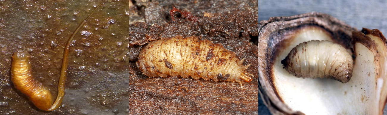 A group of three photos showing larval eristalinae.