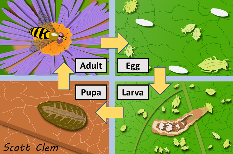 Life cycle of Eupeodes americanus (Syrphinae).